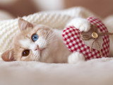 Un chaton tient un coeur dans ses pattes