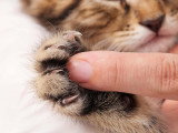 Un maitre touchant la patte de son chat