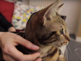 Comment m'y prendre pour masser mon chat?