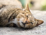 Chat couché sur un muret