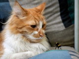 Un Chat roux et blanc contemple un bourdon