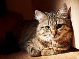 Un chat malade allongé sur le parquet