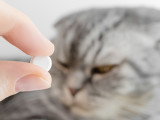 Une femme donne un vermifuge à un chat