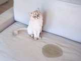 Un chat Persan a fait pipi sur le canapé