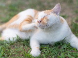 Un chat roux et blanc se gratte dans le jardin