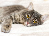 Un chat malade couché sur un lit