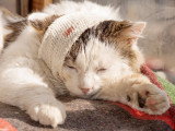 Un chat blessé avec un bandage sur la tête
