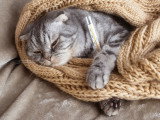Un chat fiévreux avec un thermomètre dans la patte