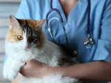 Un chat tricolore dans les bras d'une vétérinaire