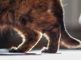 Des pattes arrière de chat avec de l'arthrite