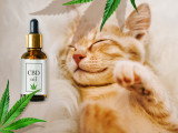 Un chat roux couché à côté d'un flacon de CBD