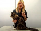 Comment choisir un bon vermifuge pour mon chat