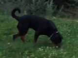 Apparence des selles et santé du chien ou du chat