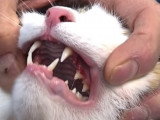 Présentation de la parodontite du chat