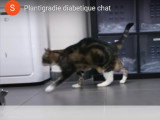 Un chat diabétique souffrant de plantigradie
