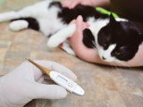 Un chat se fait prélever sa température