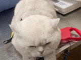 Ce British Shorthair se fait vacciner