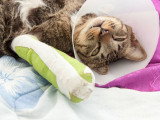 Chat avec une patte fracturée et portant une collerette