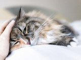 Un chat couché et affaibli