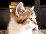 Un chaton a le hoquet