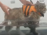 Une séance de rééducation et d'hydrothérapie pour chat après une opération