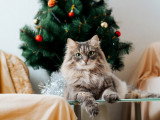 Un chat assis devant un sapin de Noël