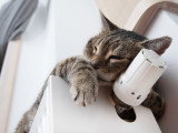 Un chat se réchauffe sur un radiateur