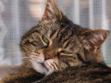 Gros plan sur la tête d'un vieux chat malade