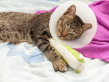 Un chat allongé avec une jambe plâtrée et une colerrette