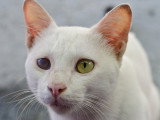 Un chat blanc avec un oeil blessé