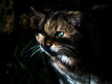 Un chat dans un jardin la nuit