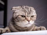 Un chat avec un air grincheux