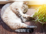 Un chat dort allongé au soleil sur une table