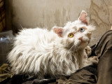 Un chat blanc avec un pelage très gras