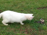 Un chat esquive une morsure de serpent