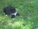 Un chat joue avec un serpent dans le jardin