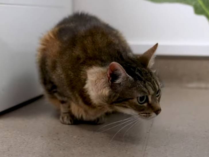 Présentation de la PIF chez le chat (vidéo)
