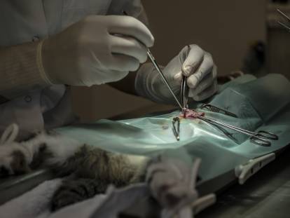 Un vétérinaire qui opère un chat