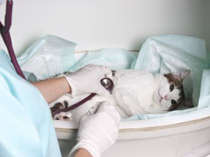 Un vétérinaire en train d'écouter la respiration d'un chat