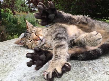 Chat couché avec les pattes écartées
