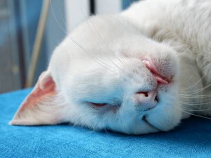Chat banc endormi sur une table de vétérinaire
