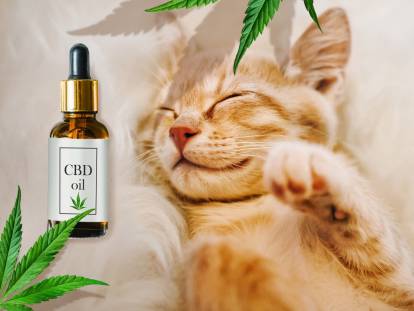 Un chat roux couché à côté d'un flacon de CBD