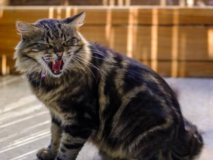 Un chat agressif sur la terrasse