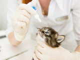 Comment mettre des gouttes dans les yeux de son chat