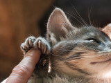 Une maitresse observant l'état des griffes de son chat