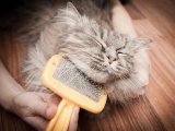 Astuces contre la perte de poils du chat