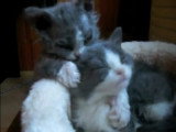Deux Selkirk Rex en pleine toilette