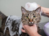Un homme lave son chat avec du savon