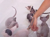 Comment prendre soin de l'hygiène de son Bambino ou de son Sphynx