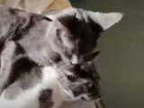 Deux chats Européen se font la toilette